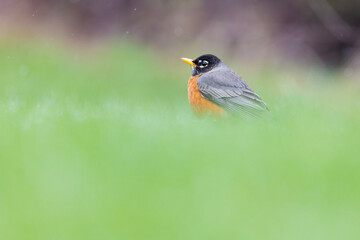 American robin (Turdus migratorius) in snowy spring day