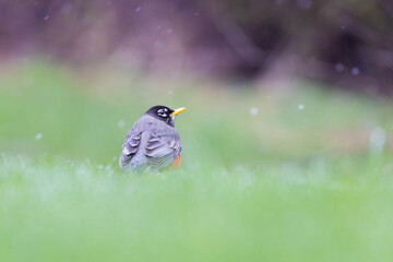 American robin (Turdus migratorius) in snowy spring day