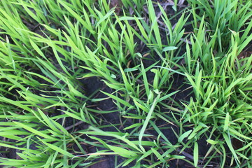 Background of a green grass. Green grass texture Green grass texture from a field.