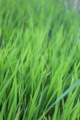 Background of a green grass. Green grass texture Green grass texture from a field.