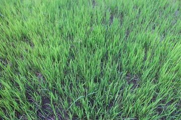 Background of a green grass. Green grass texture Green grass texture from a field.
