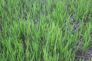 Background of a green grass. Green grass texture Green grass texture from a field.