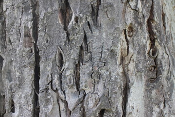 Close up texture of a tree bark