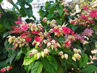 pink and white flowers in the Garden, 