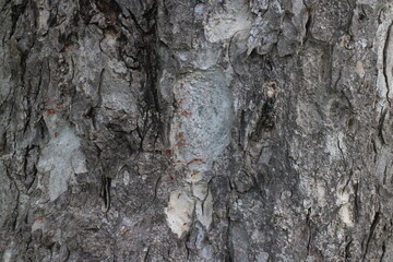 Bark Tree Texture