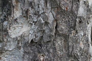Bark Tree Texture