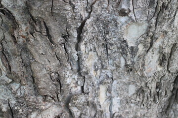 Bark Tree Texture