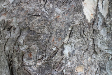 Bark Tree Texture