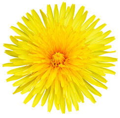 Yellow dandelion flower  on  a white isolated background with clipping path.  Closeup. For design....