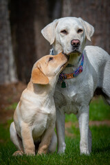 Labrador retriever puppy with mom