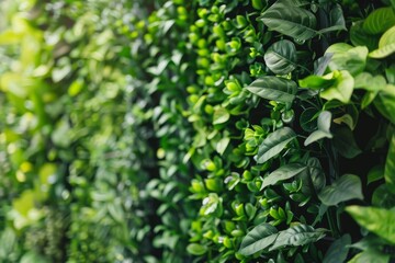 Obraz premium Dense green living plant wall.