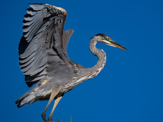 Great Blue Heron