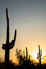 Desert Landscape