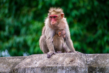 Monkey with baby sitting on the wall at Courtallam area Tamil Nadu In India