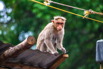 Monkey sitting on the roof at Courtallam area Tamil Nadu In India