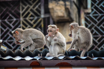 Monkeys sitting on the wall at Courtallam area Tamil Nadu In India 