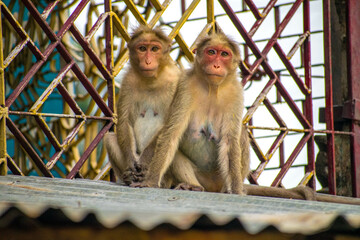 Monkeys sitting on the wall at Courtallam area Tamil Nadu In India