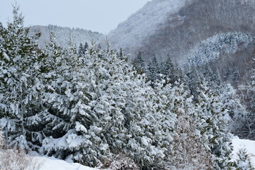 雪が降った早春の森