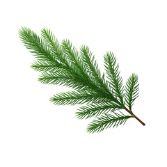 Fir branch isolated on transparent background