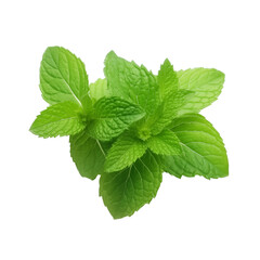 Mint leaves isolated on transparent background