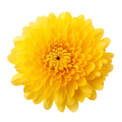 Yellow chrysanthemum flower isolated on transparent background