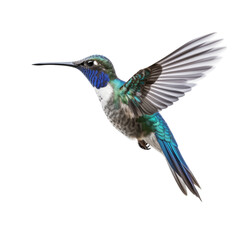 Fototapeta premium Blue hummingbird isolated on transparent background
