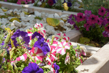 カラフルないろんな種類の花が咲く花壇