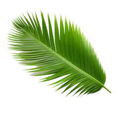 Obraz premium Coconut tree leaf isolated on transparent background