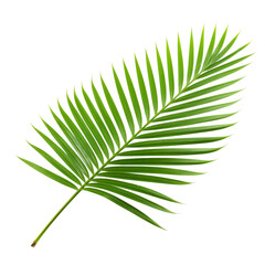 Fototapeta premium Coconut tree leaf isolated on transparent background