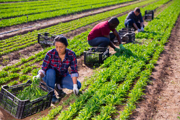 Focused peruvian female horticulturist gathering crop of green arugula on vegetable plantation in...