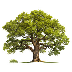 Oak tree isolated on transparent background