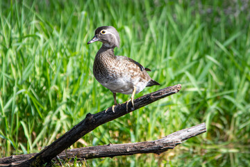 Fototapeta premium Wood duck on a log