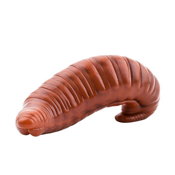 Earth worm isolated on transparent background