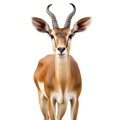 Male impala isolated on transparent background