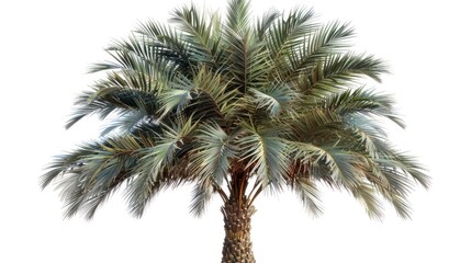 Fototapeta na wymiar portrait tree palm isolated on white background