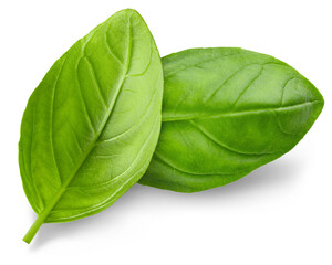 Basil. Fresh green basil leaves. Basil plant. Herbs and spice. Aromatic green leaves. Herbal for...
