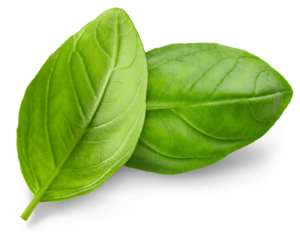 Basil. Fresh green basil leaves. Basil plant. Herbs and spice. Aromatic green leaves. Herbal for cooking salad with vegetables. Farm agriculture. Natural raw health vegetarian food