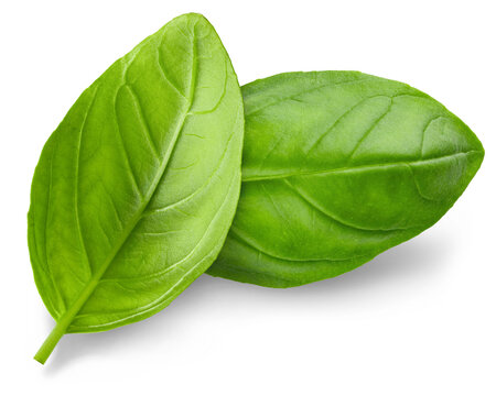 Basil. Fresh green basil leaves. Basil plant. Herbs and spice. Aromatic green leaves. Herbal for cooking salad with vegetables. Farm agriculture. Natural raw health vegetarian food