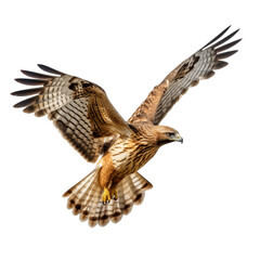 Hawk isolated on transparent background
