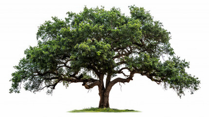 Fototapeta premium portrait tree oak isolated on white background