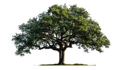 portrait tree oak isolated on white background