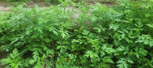 생명력이 먀우 강한 잡초 쑥의 자태