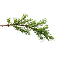 Cedar branch isolated on transparent background