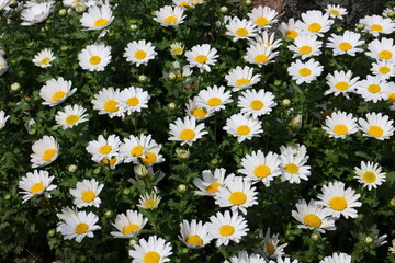 ノースポール　菊