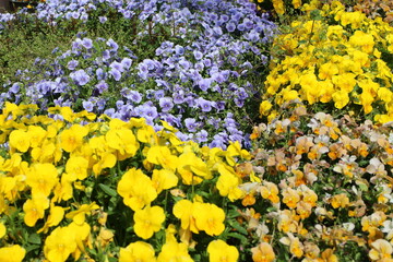 ビオラ（パンジー）