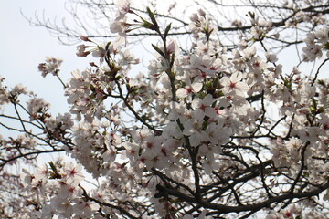 春の風景　桜