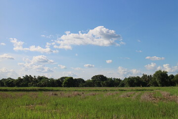 Blue sky and beautiful cloud with meadow trees.