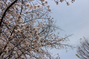 春の風景　桜