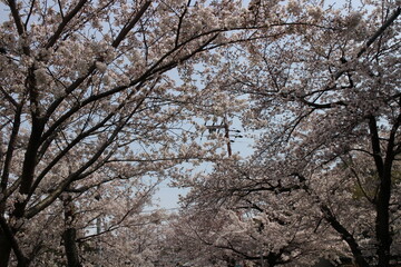 春の風景　桜