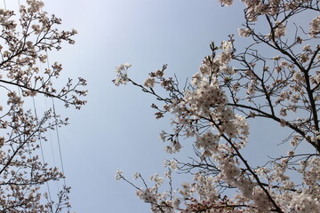 春の風景　桜